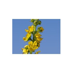 AGRIMONY aigremoine 15ml