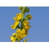 AGRIMONY aigremoine 15ml