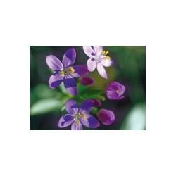 CENTAURY petite centaurée 15ml