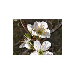 CHERRY PLUM prunier myrobolan 15ml