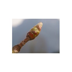 CHESTNUT BUD bourgeons de marronnier 15ml