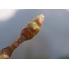 CHESTNUT BUD bourgeons de marronnier 15ml