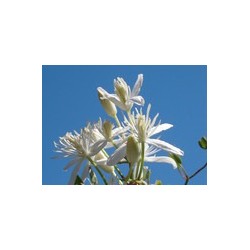 CLEMATIS clématite 15ml