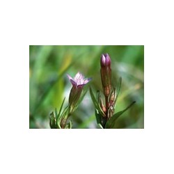 GENTIAN gentiane 15ml