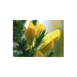 GORSE ajonc 15ml