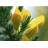 GORSE ajonc 15ml