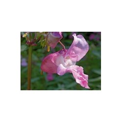 IMPATIENS impatiente 15ml