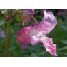 IMPATIENS impatiente 15ml