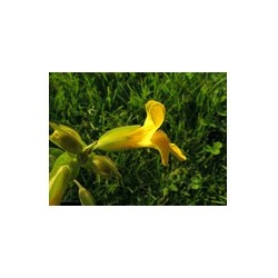 MIMULUS mimule 15ml