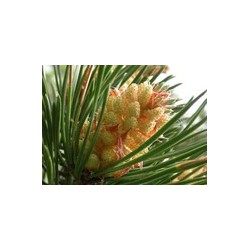 PINE pin 15ml