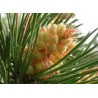 PINE pin 15ml