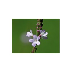 VERVAIN verveine 15ml