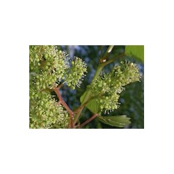 VINE vigne 15ml