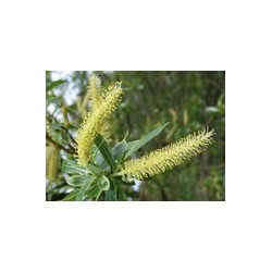 WILLOW saule 15ml