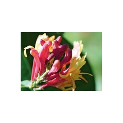 HONEYSUCKLE chèvrefeuille 10ml