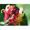 HONEYSUCKLE chèvrefeuille 10ml