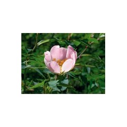 WILD ROSE rosier sauvage 15ml