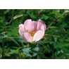 WILD ROSE rosier sauvage 15ml