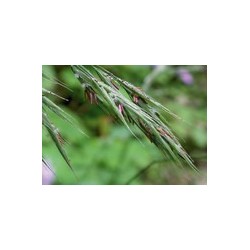 WILD OAT folle avoine 15ml