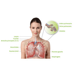 GEM-RESPI complexe n°15 voies respiratoires 50ml